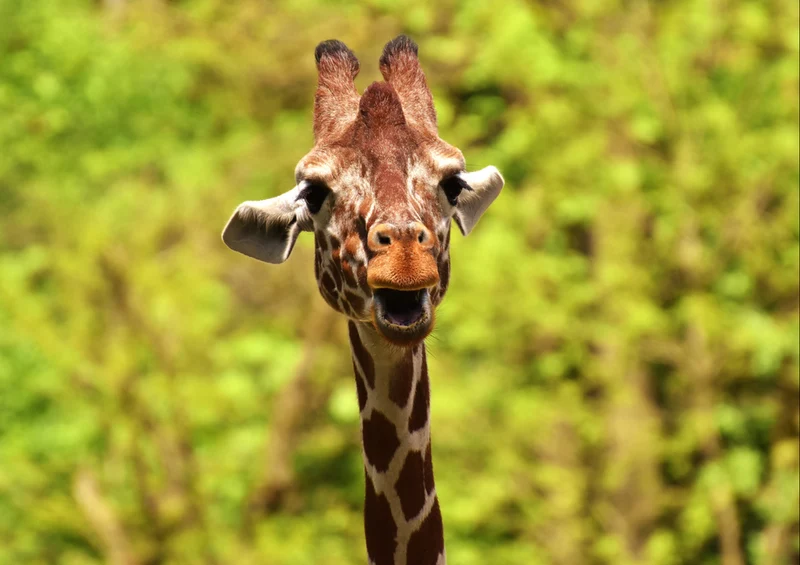 76395 Tierwelt - Giraffe Puzzle