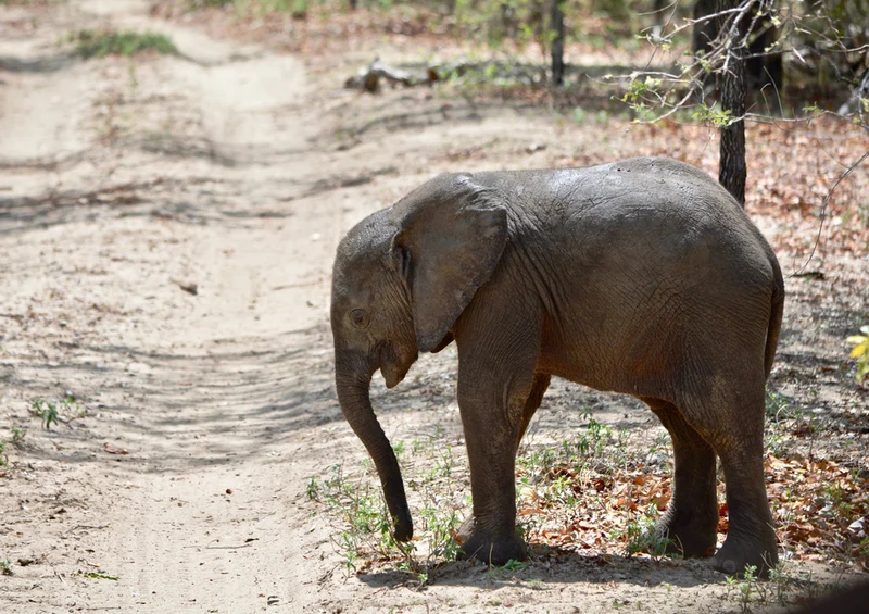 83968 Natur - Elefant Puzzle