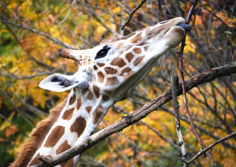 83730 Tierwelt - Giraffe Puzzle