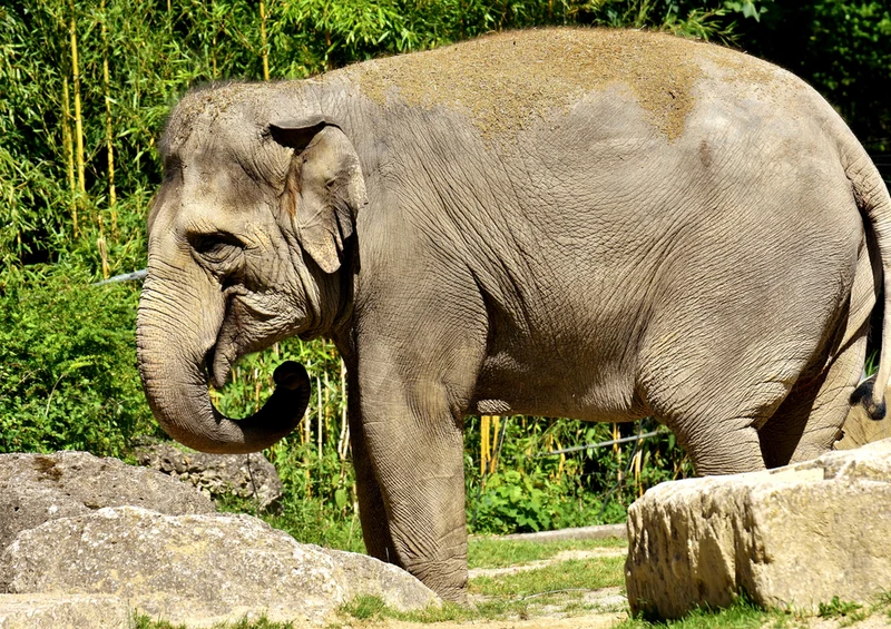 83972 Natur - Elefant Puzzle