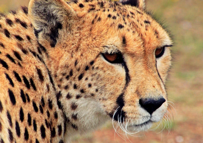 83975 Natur - Gepard Puzzle