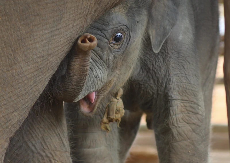 83395 Tierwelt - Elefant Puzzle