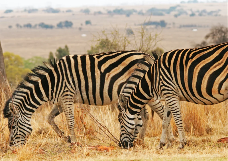 83401 Natur - Zebra Puzzle