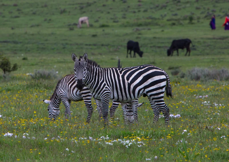 83423 Natur - Zebra Puzzle