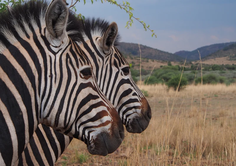 83427 Natur - Zebra Puzzle