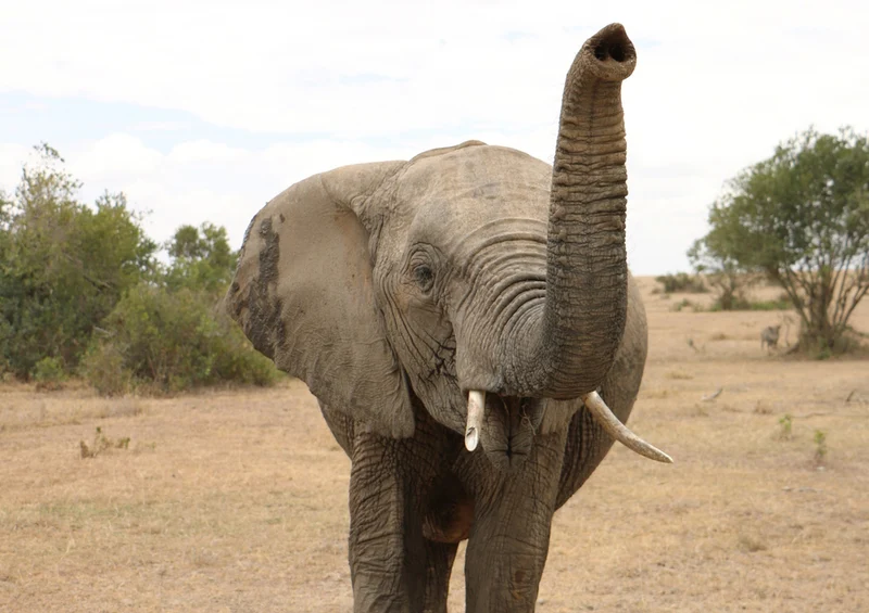 84311 Natur - Elefant Puzzle