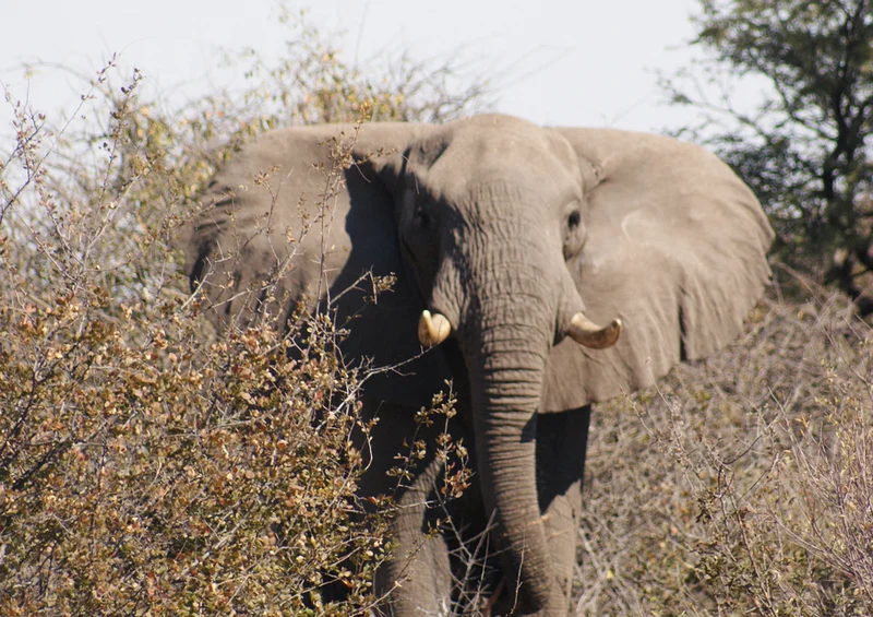 84343 Natur - Elefant Puzzle