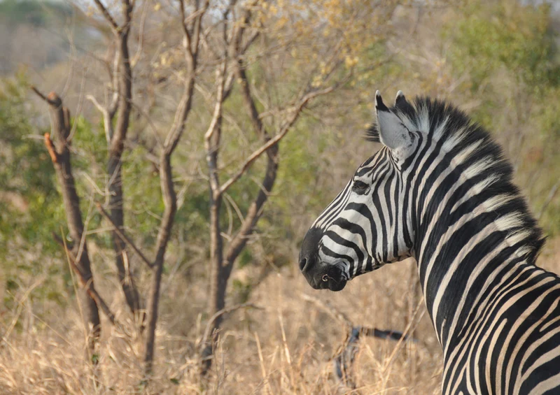 84113 Natur - Zebra Puzzle