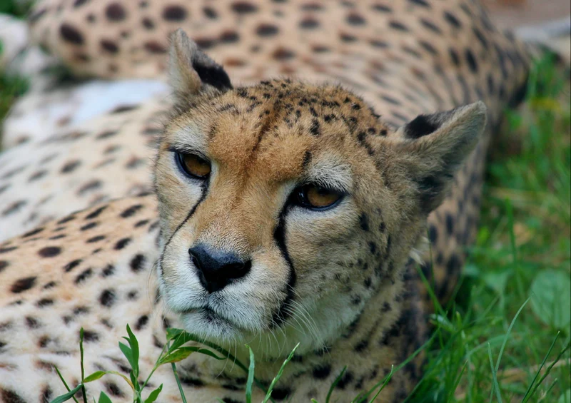 82411 Tierwelt - Gepard Puzzle