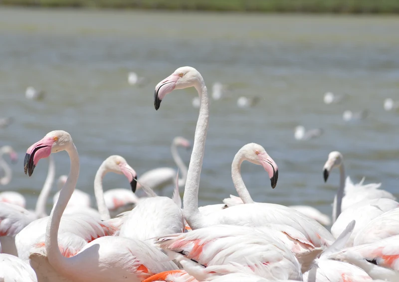 82412 Tierwelt - Flamingos Puzzle