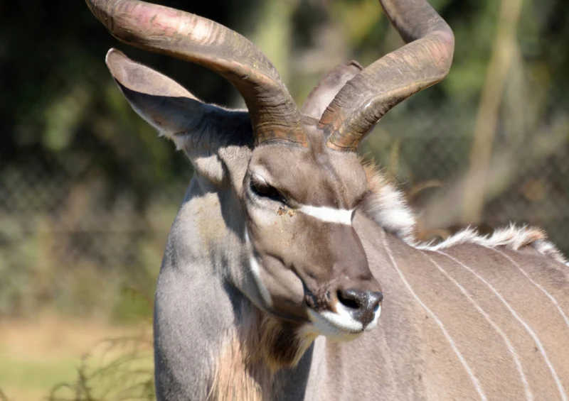 83519 Tierwelt - Kudu Puzzle
