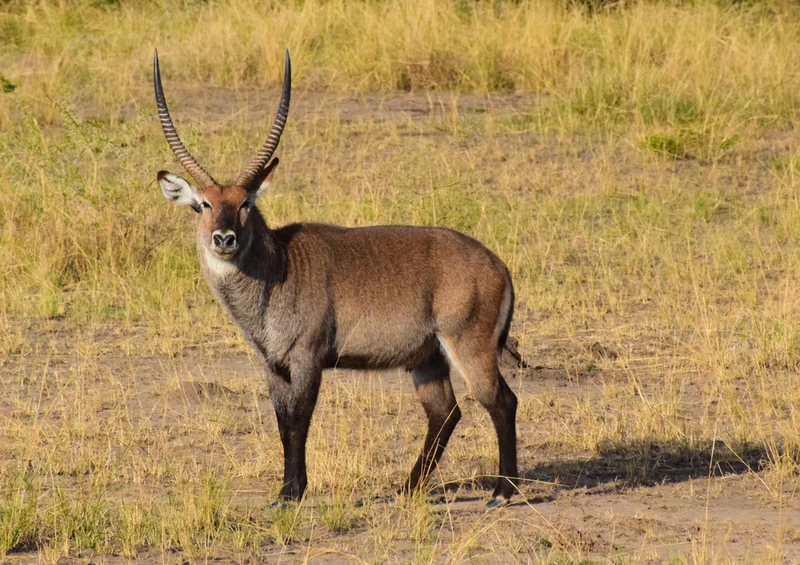 83191 Natur - Antilope Puzzle