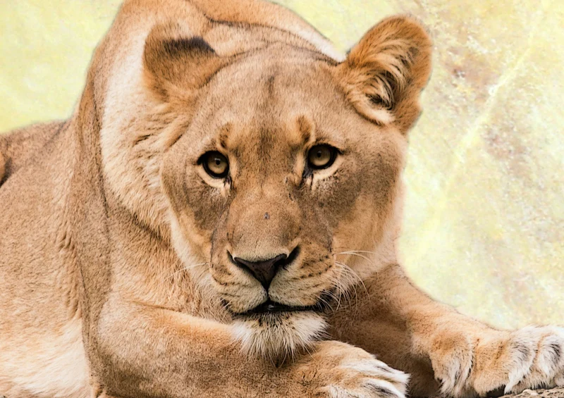 83203 Natur - Löwin Puzzle