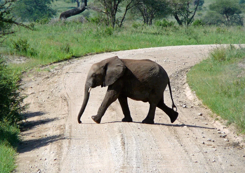 83207 Tierwelt - Elefant Puzzle