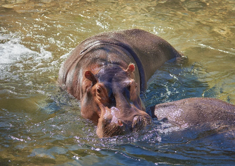 83532 Tierwelt - Nilpferd Puzzle
