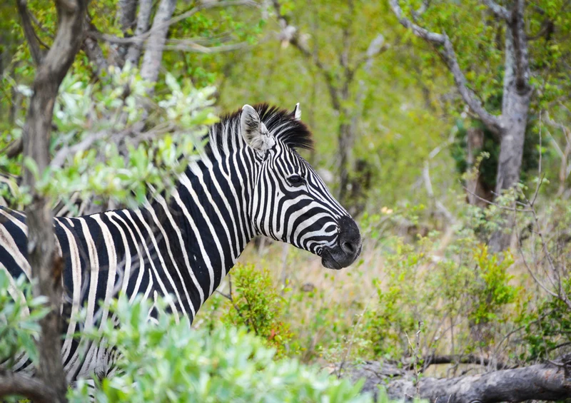 83642 Tierwelt - Zebra Puzzle