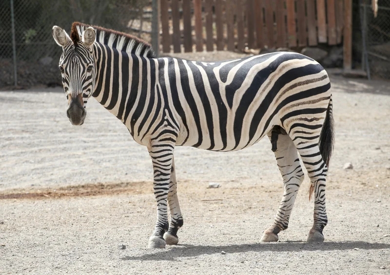83652 Tierwelt - Zebra Puzzle