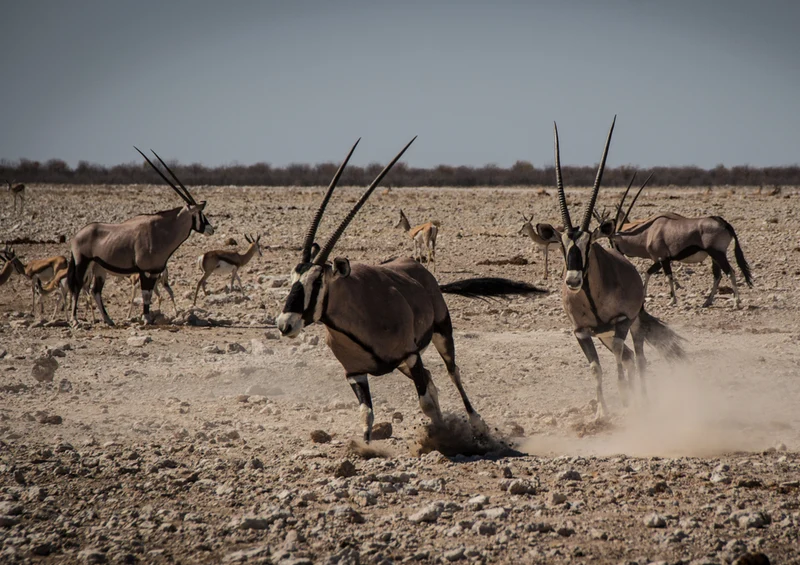 83662 Tierwelt - Oryx Puzzle