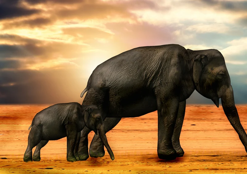 83442 Tierwelt - Zeichnung Puzzle
