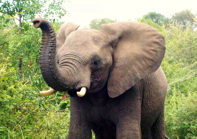 83443 Tierwelt - Elefant Puzzle