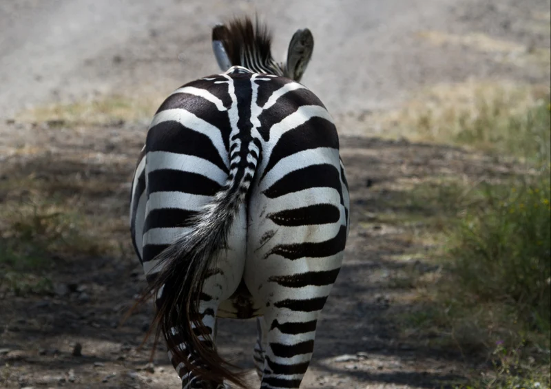 83447 Tierwelt - Zebra Puzzle