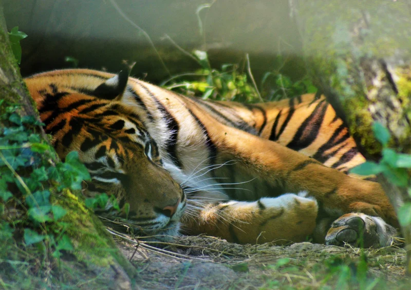 83451 Tierwelt - Tiger Puzzle
