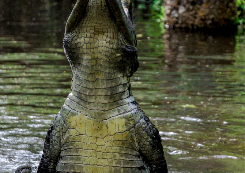 84352 Natur - Krokodil Puzzle