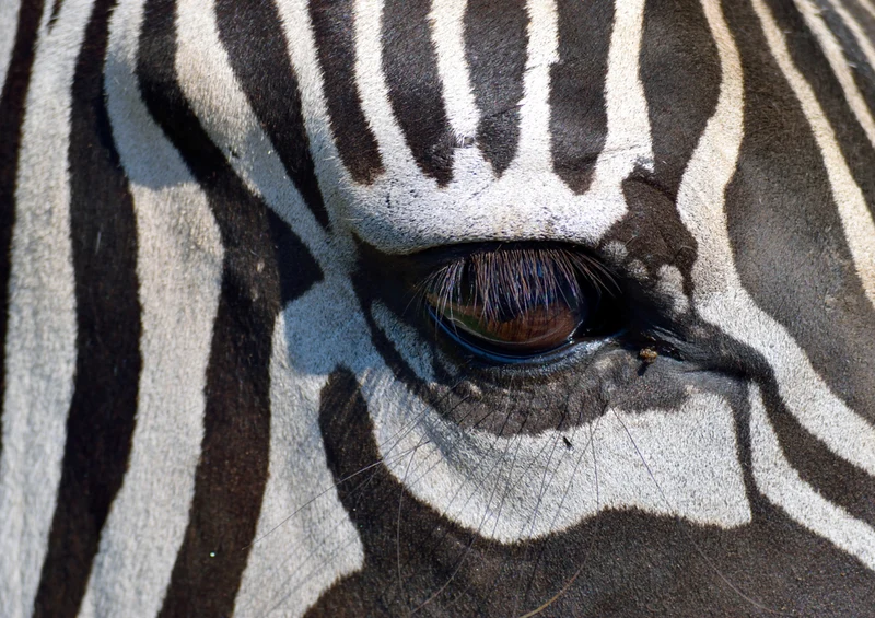 84355 Natur - Zebra Puzzle