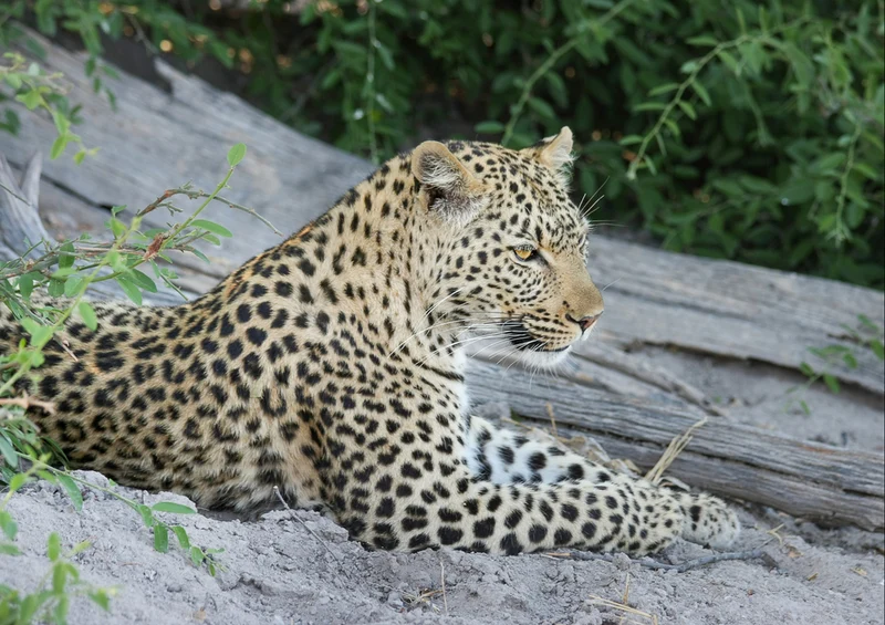 84372 Natur - Leopard Puzzle