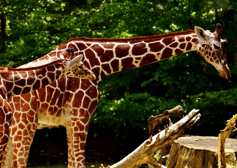 82425 Tierwelt - Giraffen Puzzle