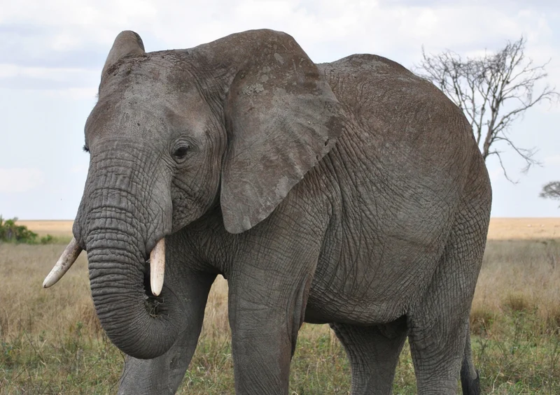 83982 Natur - Elefant Puzzle