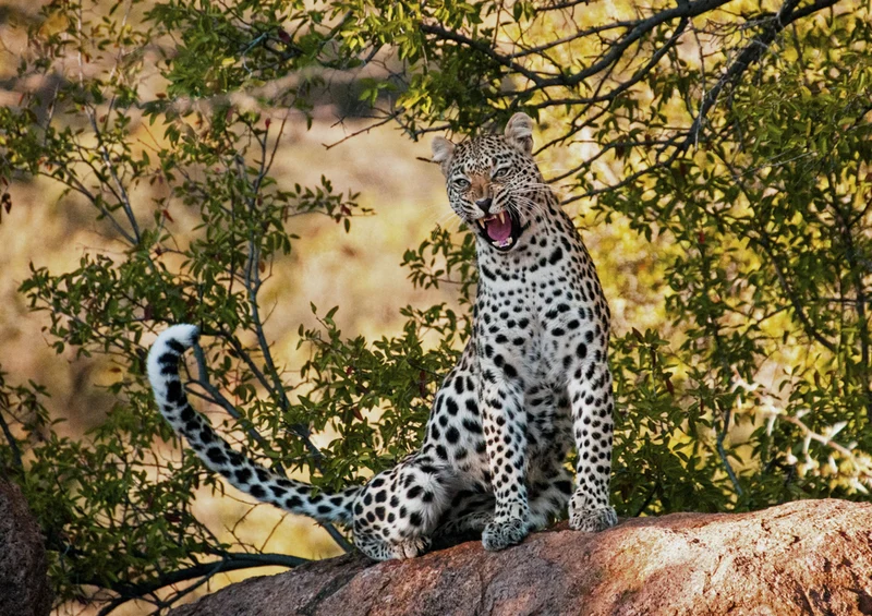 83741 Tierwelt - Leopard Puzzle