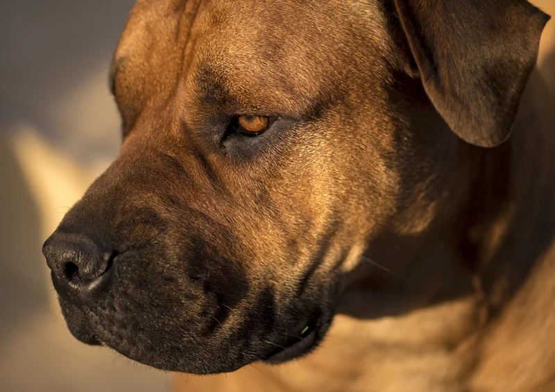 83745 Tierwelt - Boerboel Puzzle