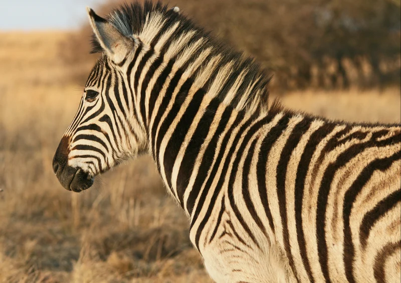 83749 Tierwelt - Zebra Puzzle