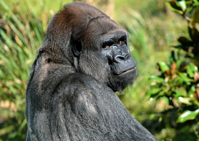 83760 Tierwelt - Gorilla Puzzle
