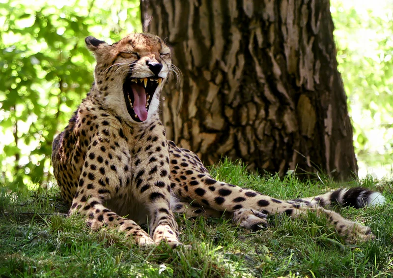 83764 Tierwelt - Gepard Puzzle