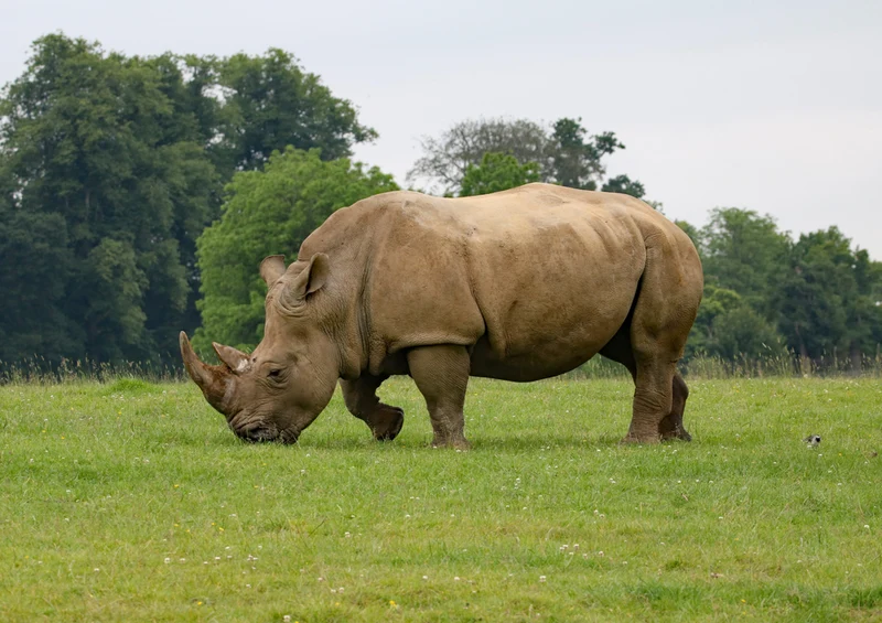 83768 Tierwelt - Nashorn Puzzle