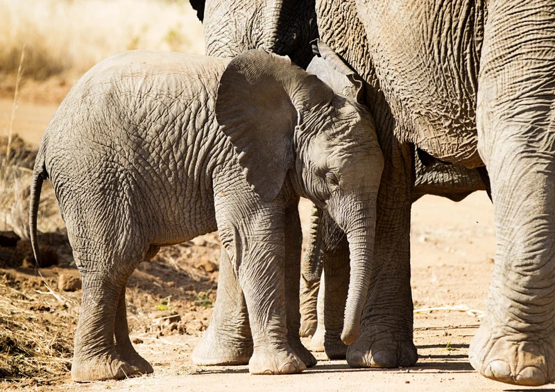 84134 Natur - Elefant Puzzle