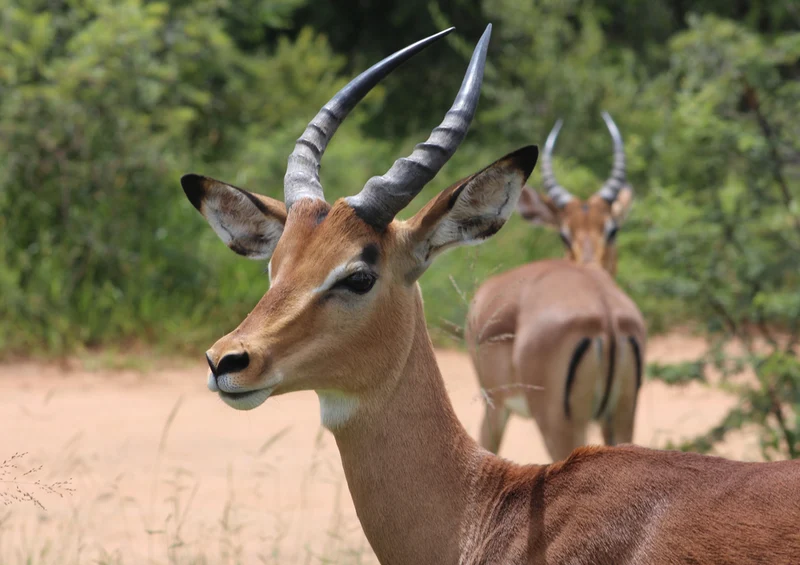 84139 Natur - Antilope Puzzle