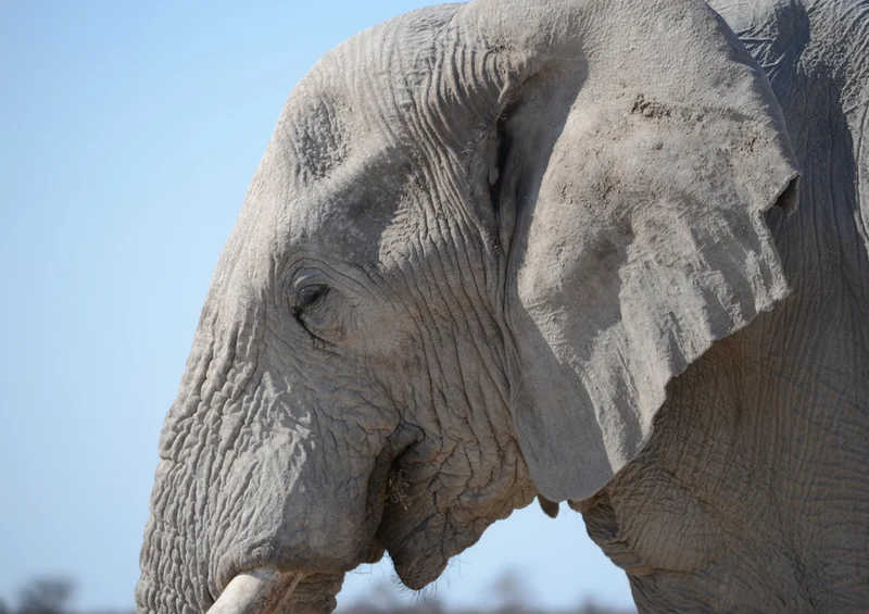 84143 Natur - Elefant Puzzle