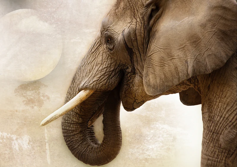 84150 Natur - Elefant Puzzle