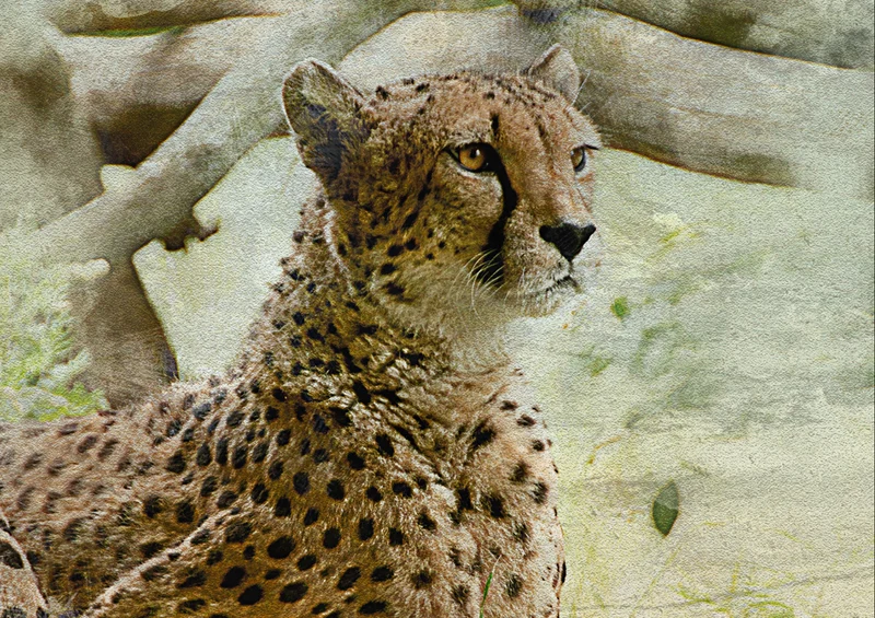84162 Natur - Gepard Puzzle