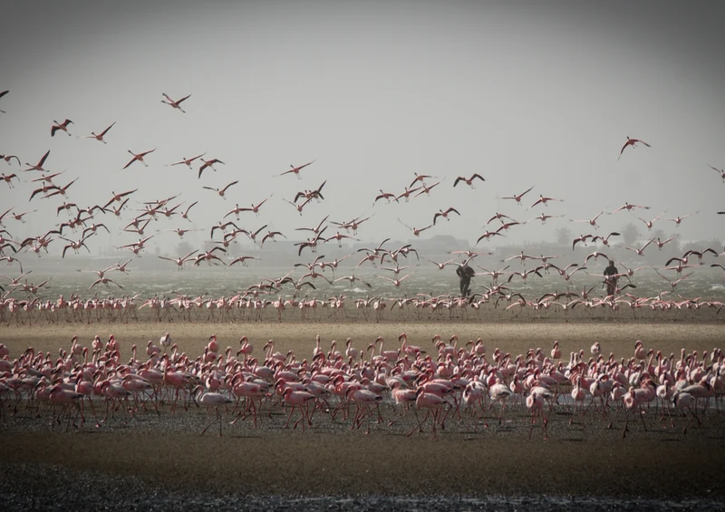 84168 Natur - Flamingos Puzzle