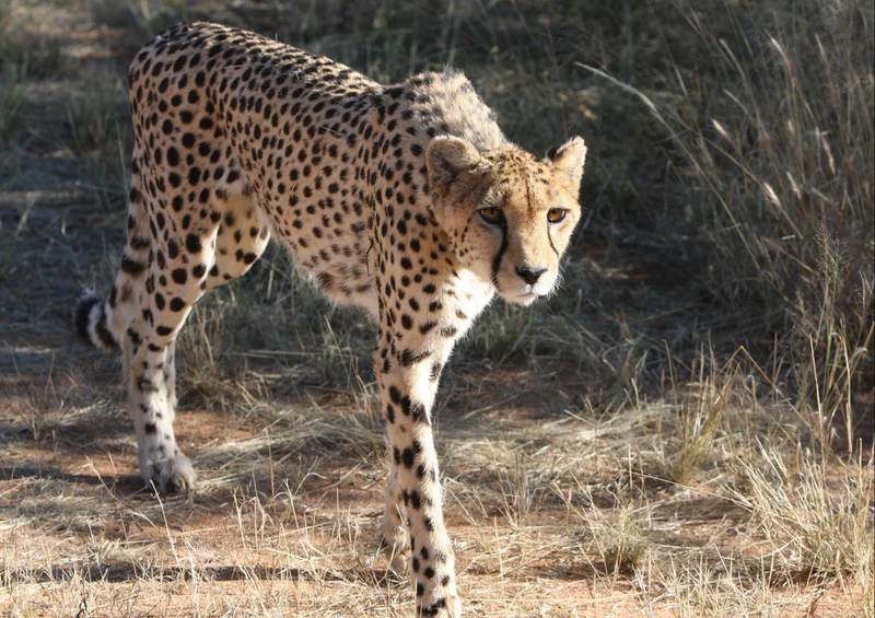 83545 Tierwelt - Gepard Puzzle