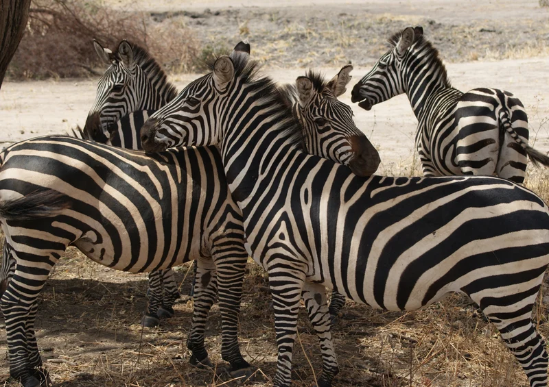 83216 Natur - Zebra Puzzle