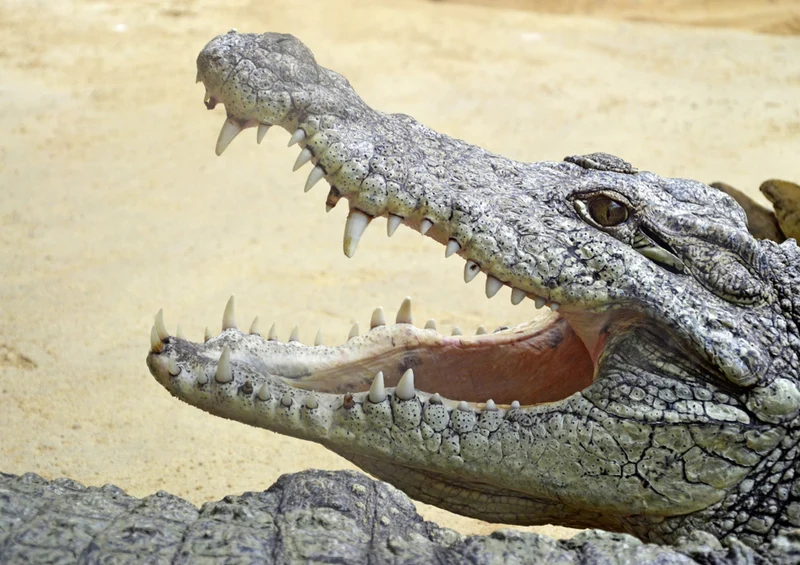 83234 Natur - Krokodil Puzzle