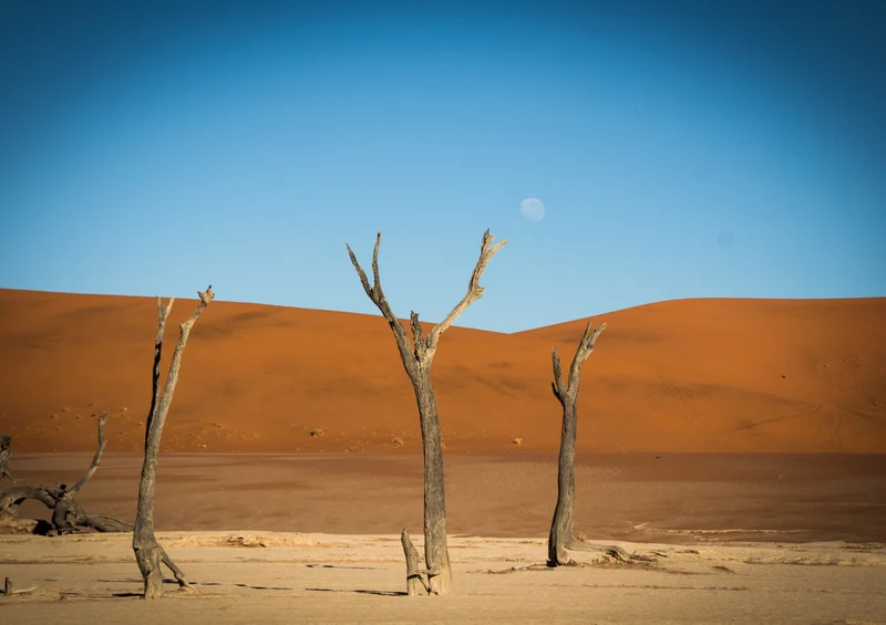 83246 Natur - Deadvlei Puzzle