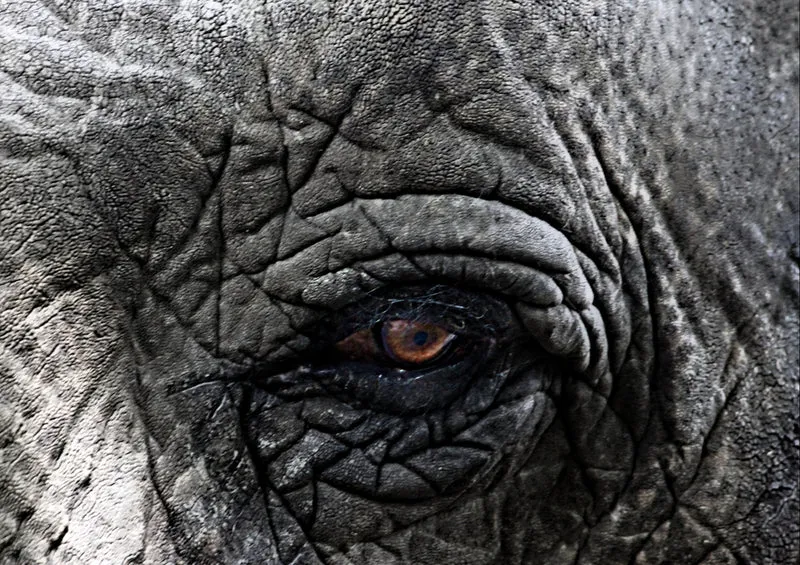 83250 Tierwelt - Elefant Puzzle