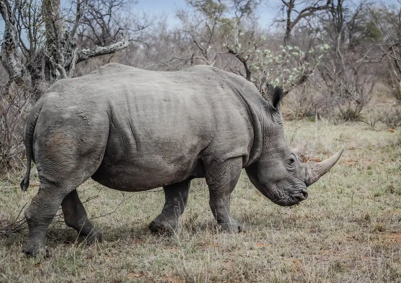83694 Tierwelt - Nashorn Puzzle
