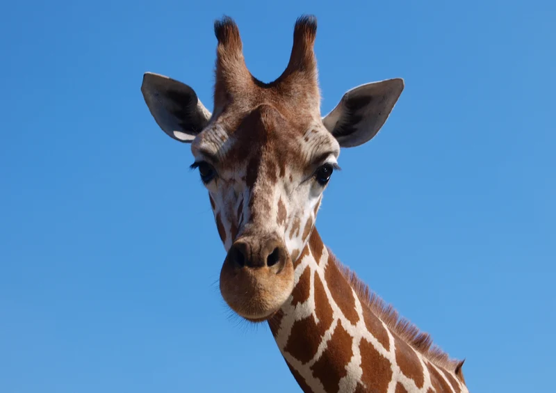 84179 Natur - Giraffe Puzzle